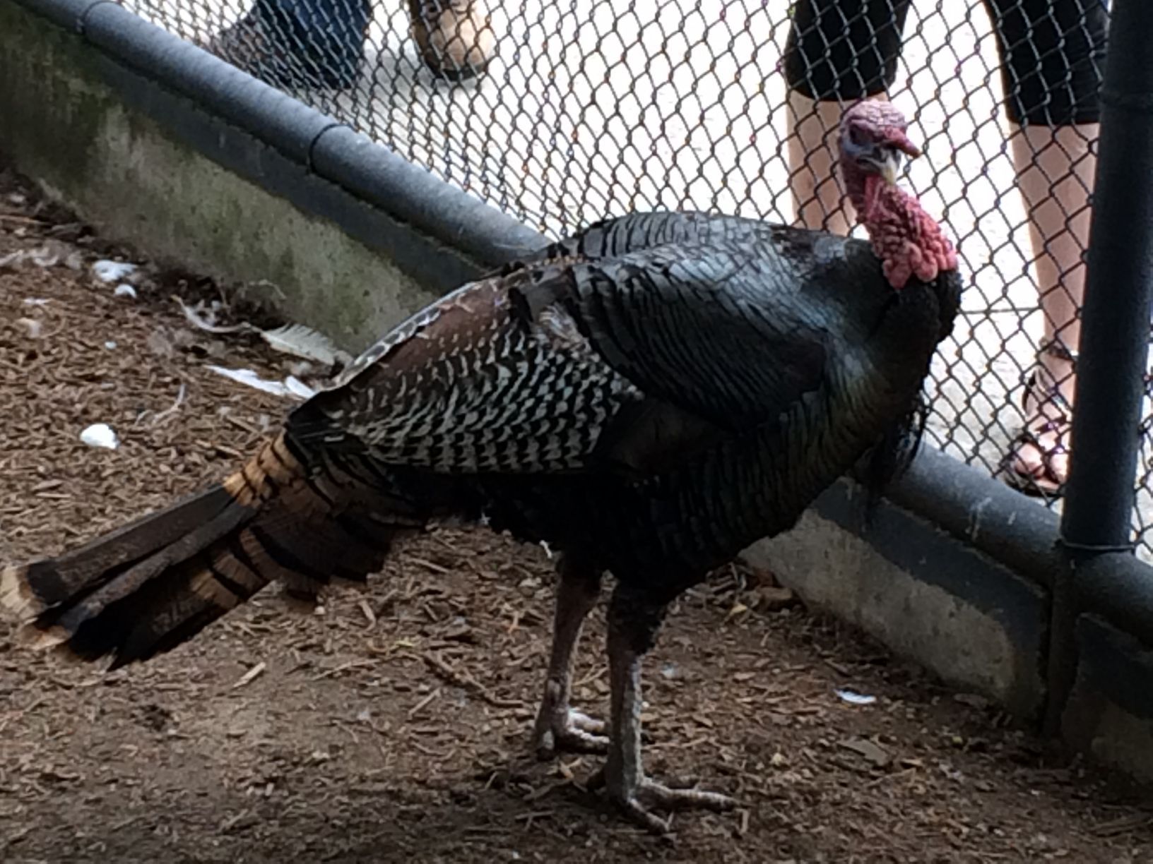 Washington Park Zoo